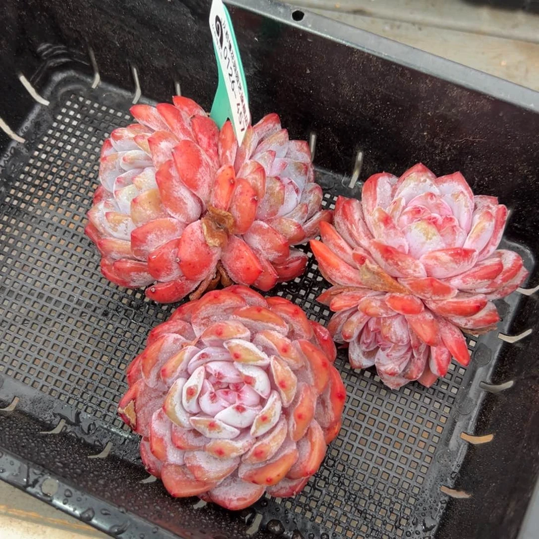 多肉一物一拍0126-457