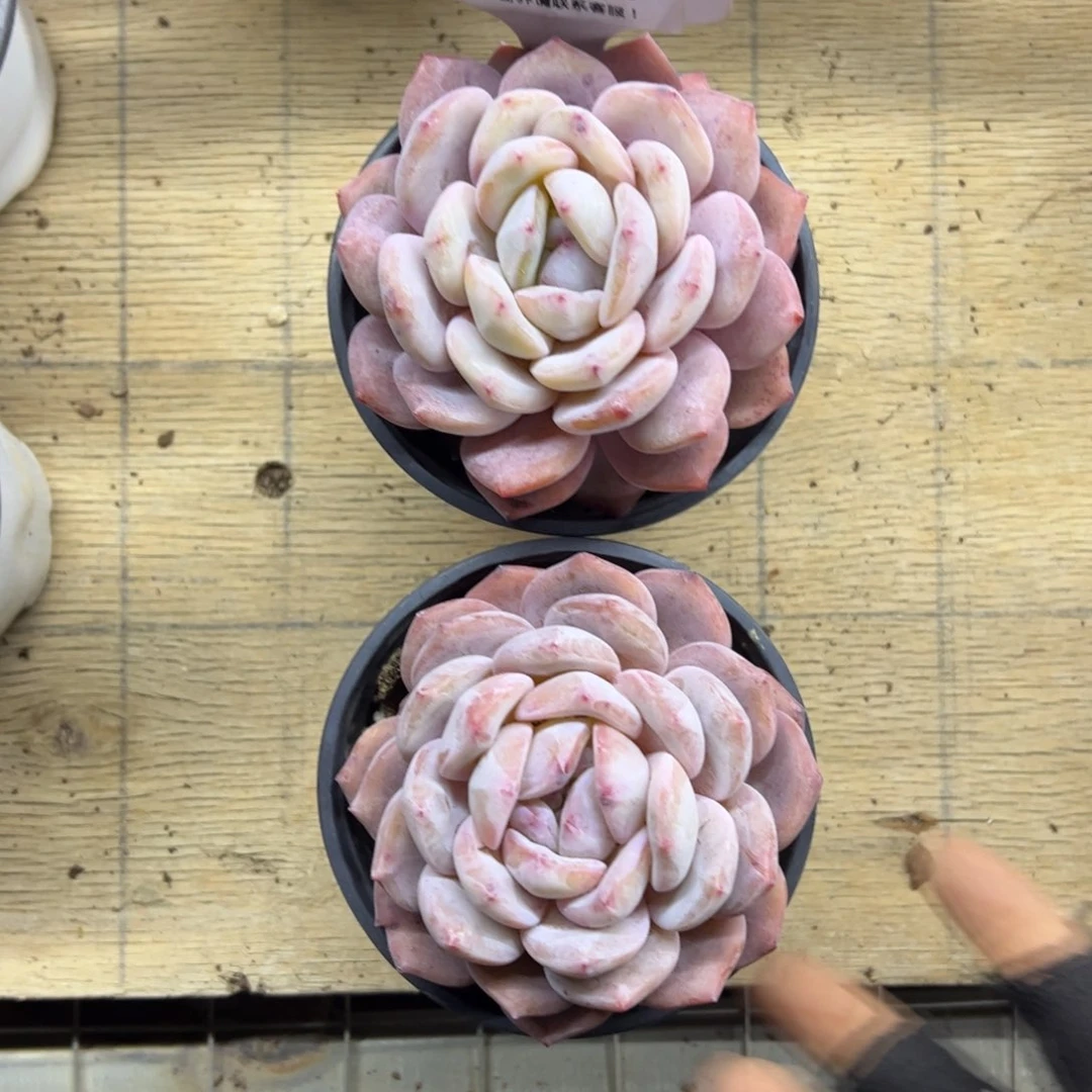 红陶H****?424号多肉植物