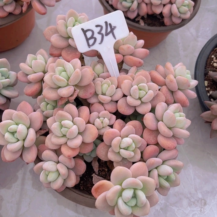 健健康康平平安安