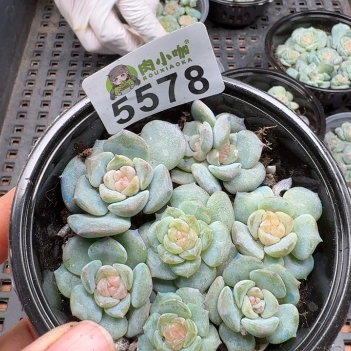 多肉植物多肉植物