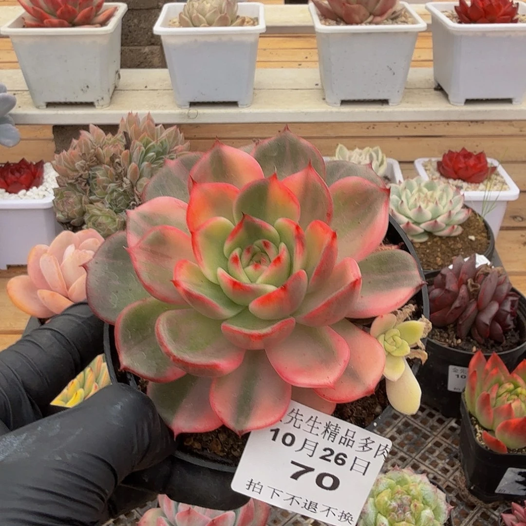 1026-70弗朗明戈锦