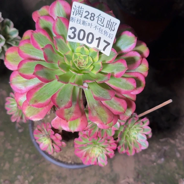 30017祝融多肉植物
