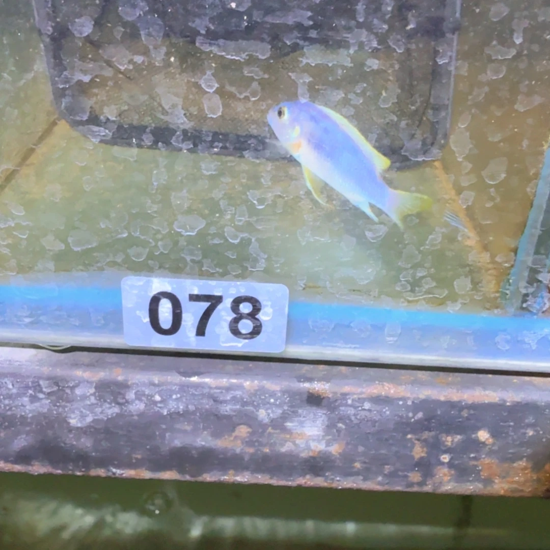 慈鲷鱼78号克里锁金羊毛