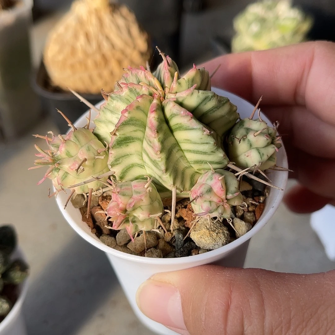 斑马锦仙人球一物一拍