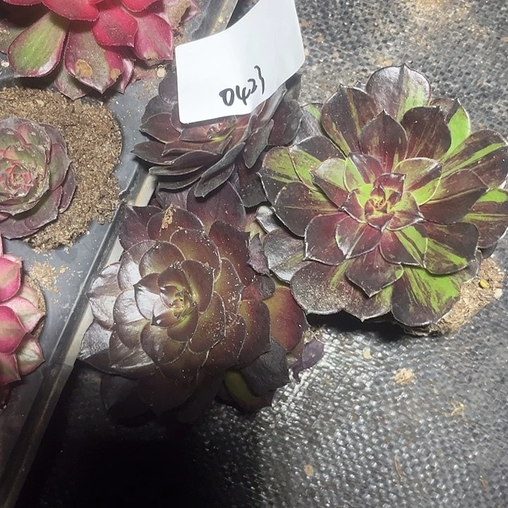 ꧁***꧂3颗花月夜多肉植物保护0423