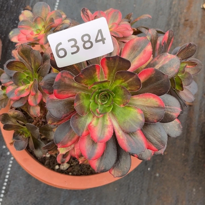 五***五初恋七彩特价多肉