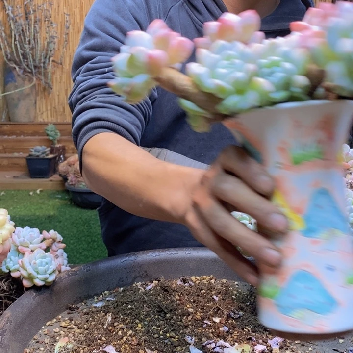 玲***湾365号冷香多肉植物