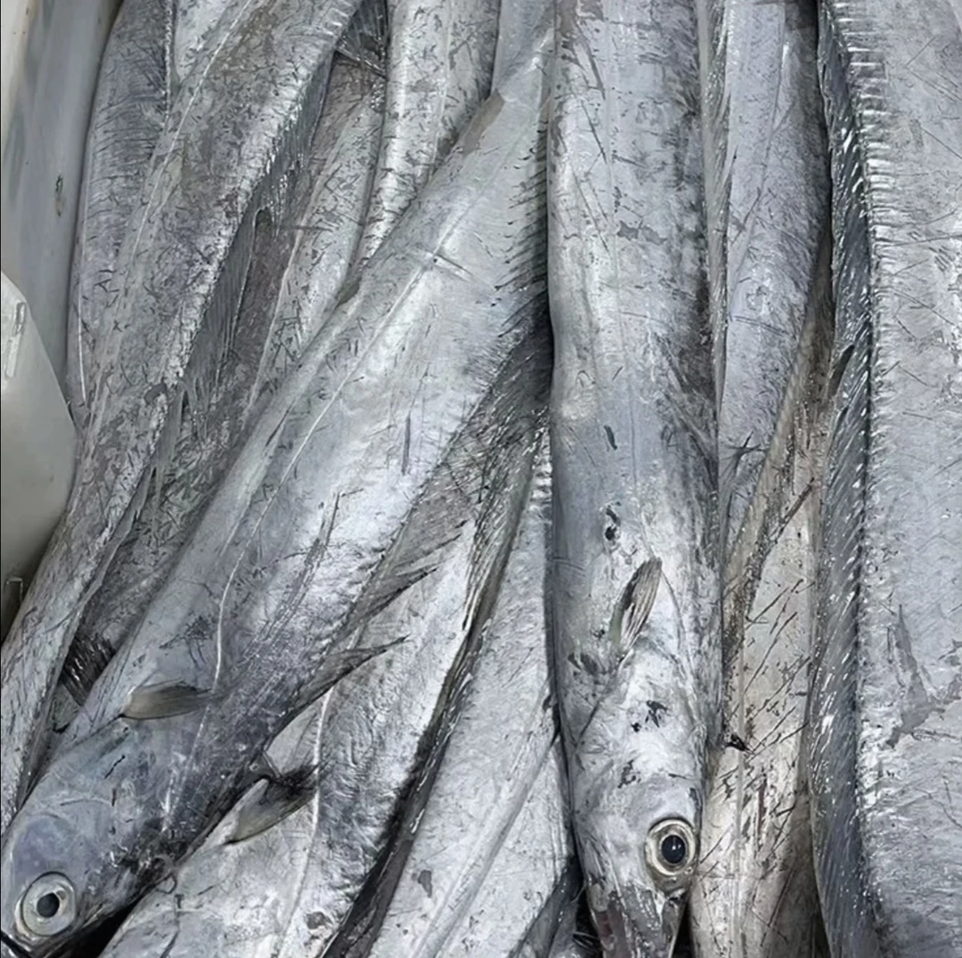 福建大号正宗带鱼段新鲜东海带鱼中段特级大刀鱼野生带鱼新鲜速冻