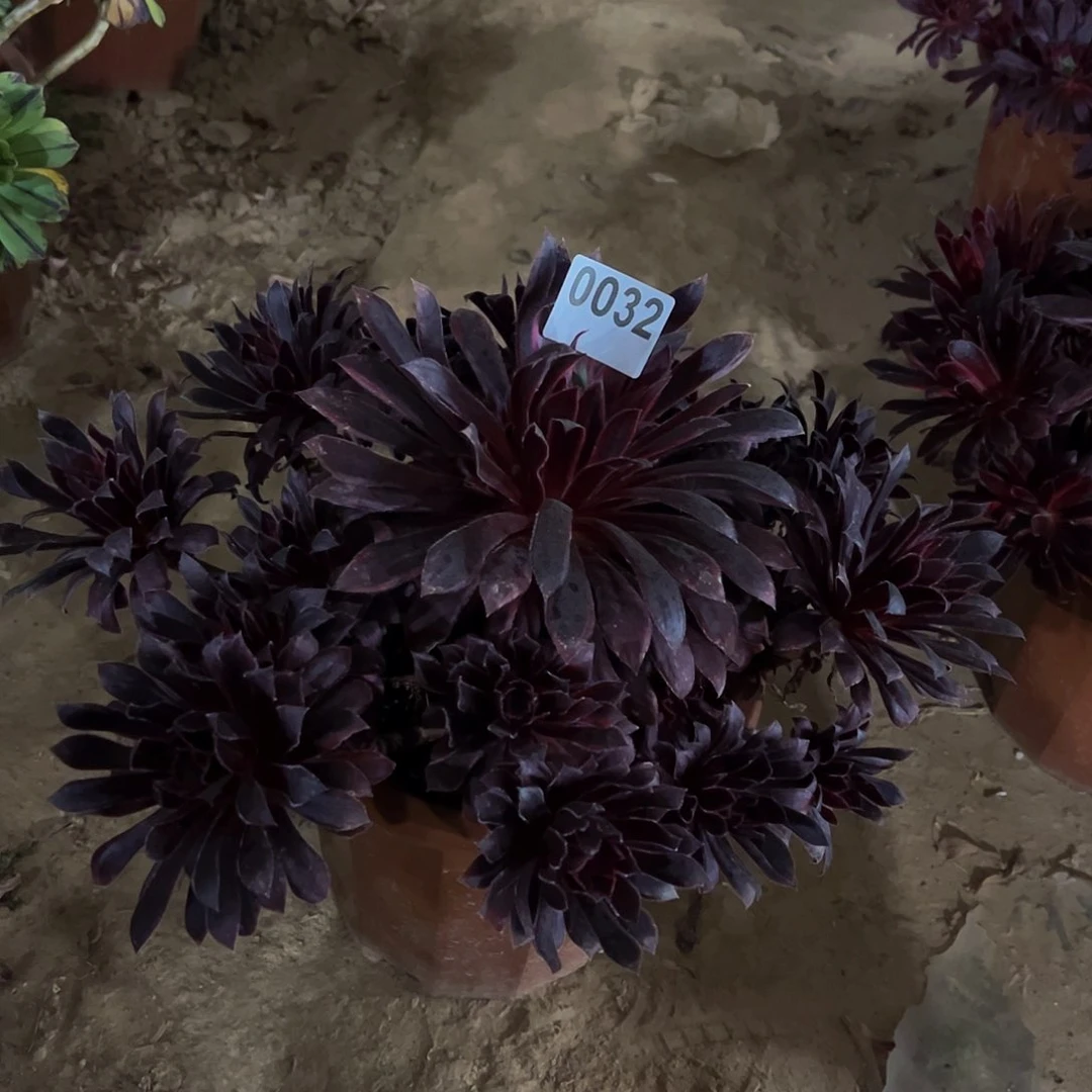 初**末多肉植物一物一拍0032