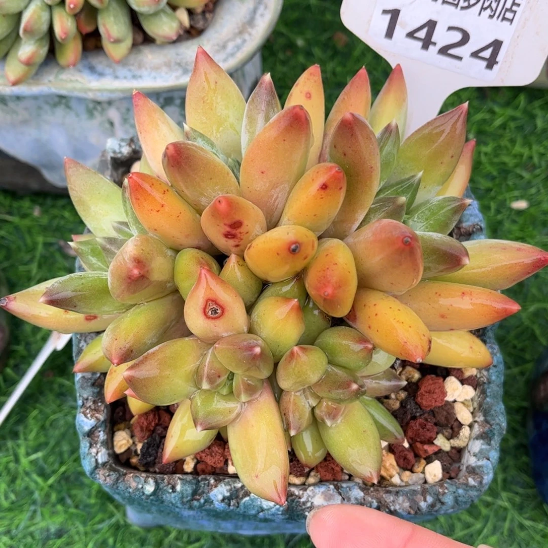 多肉植物1424 满30包邮