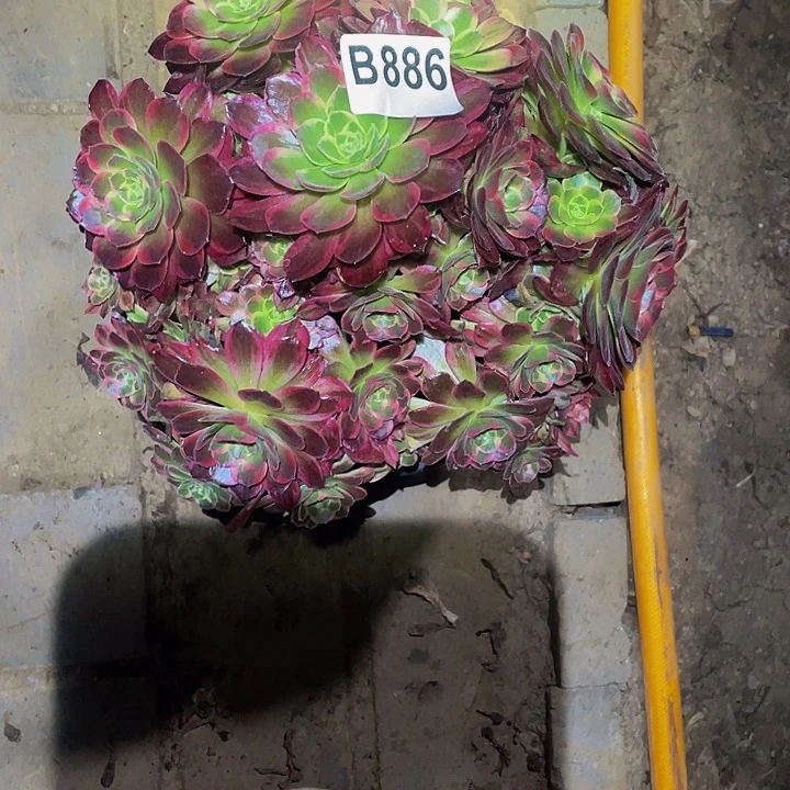 ?*?多肉法师886号安那发货不包损