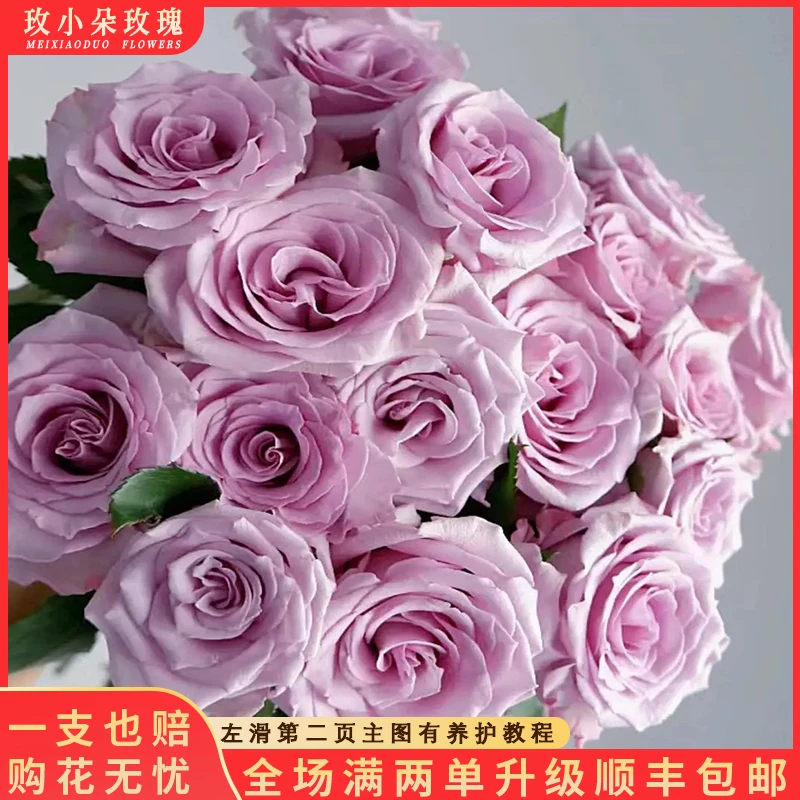 【北方玫小朵玫瑰&海洋之歌】花期持久 产地直发 一单韵达两单顺丰