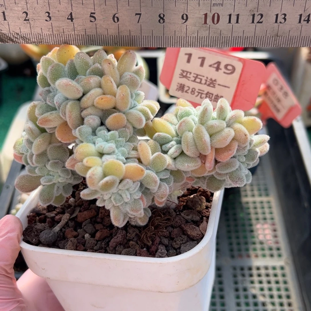 表妹精品多肉植物1149.