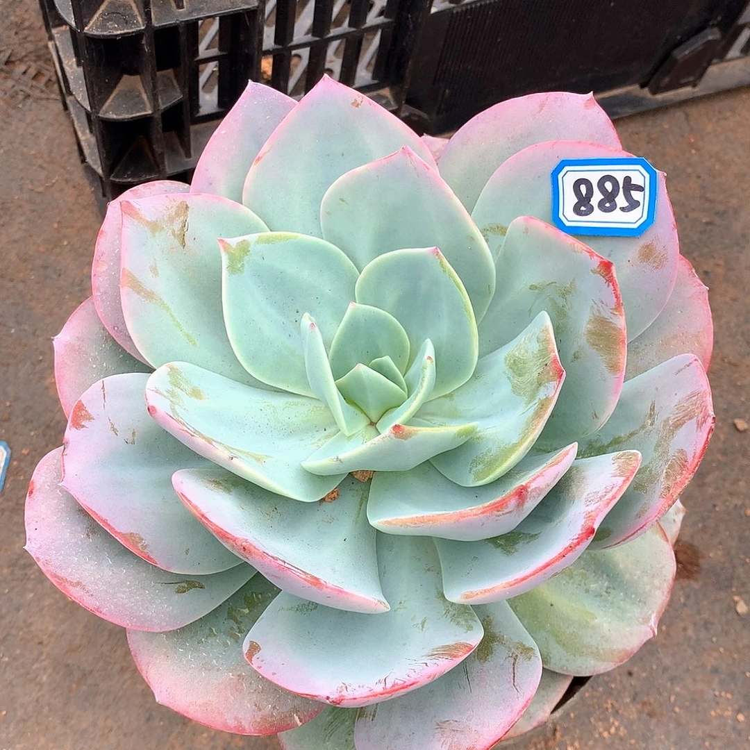 885凤一物一拍多肉