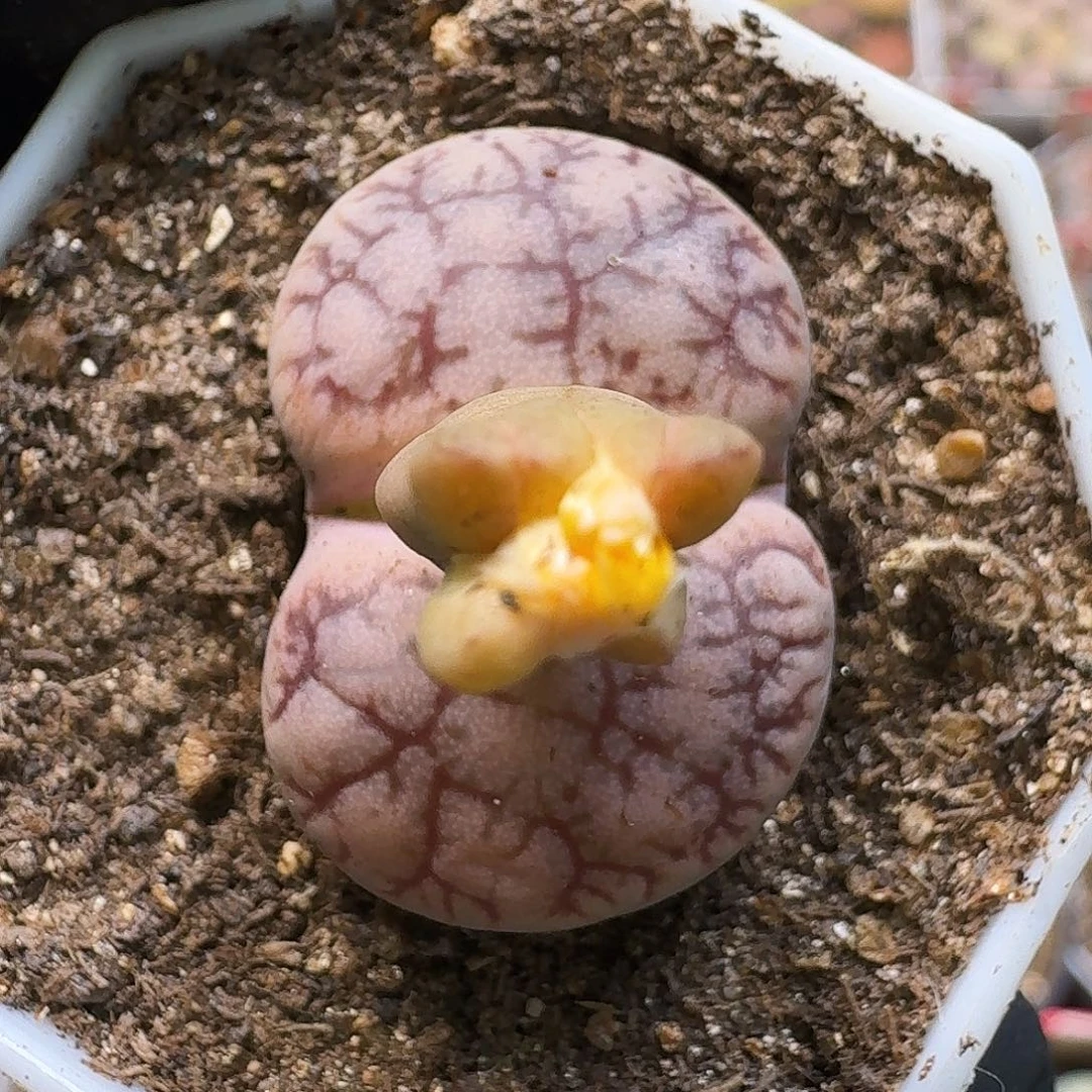 生石花111111。  300