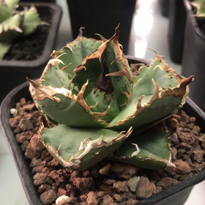 油猪仁王冠龙舌兰