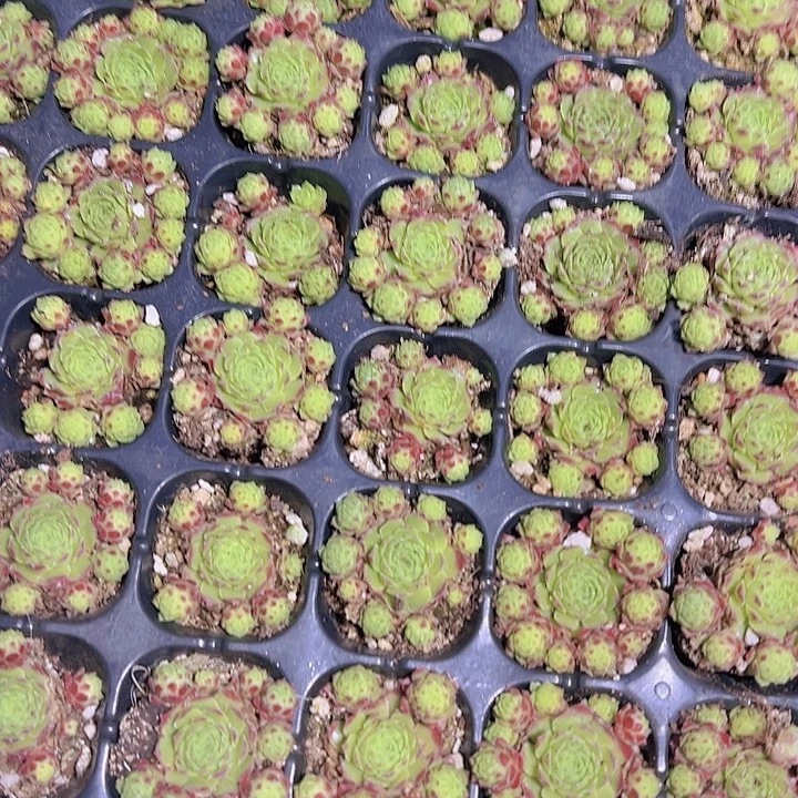 爱德华 满10颗包邮