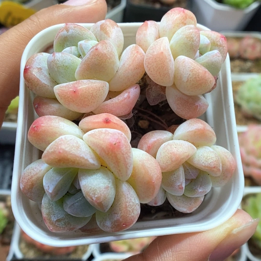 草莓冰玉可拍1013号