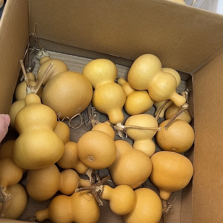 八宝葫芦漂亮响籽