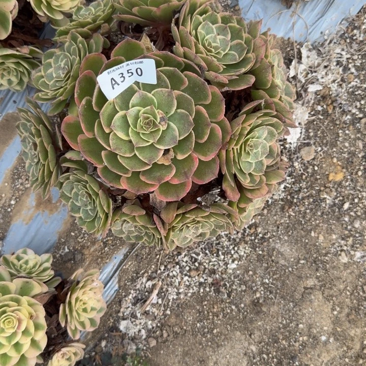 350粉花妖。多肉植物