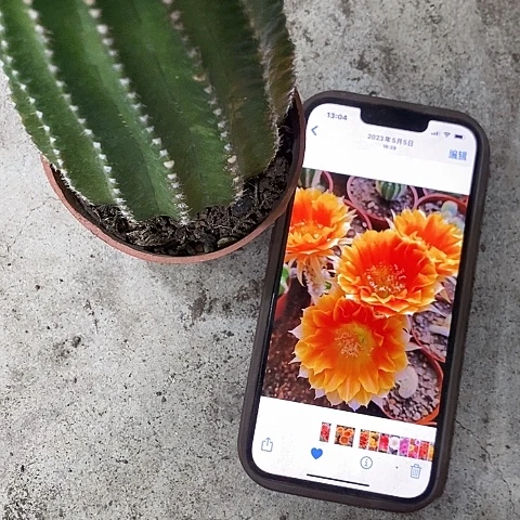 西红柿仙人球，368900