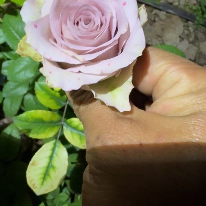 无花朵冷雨夜小苗