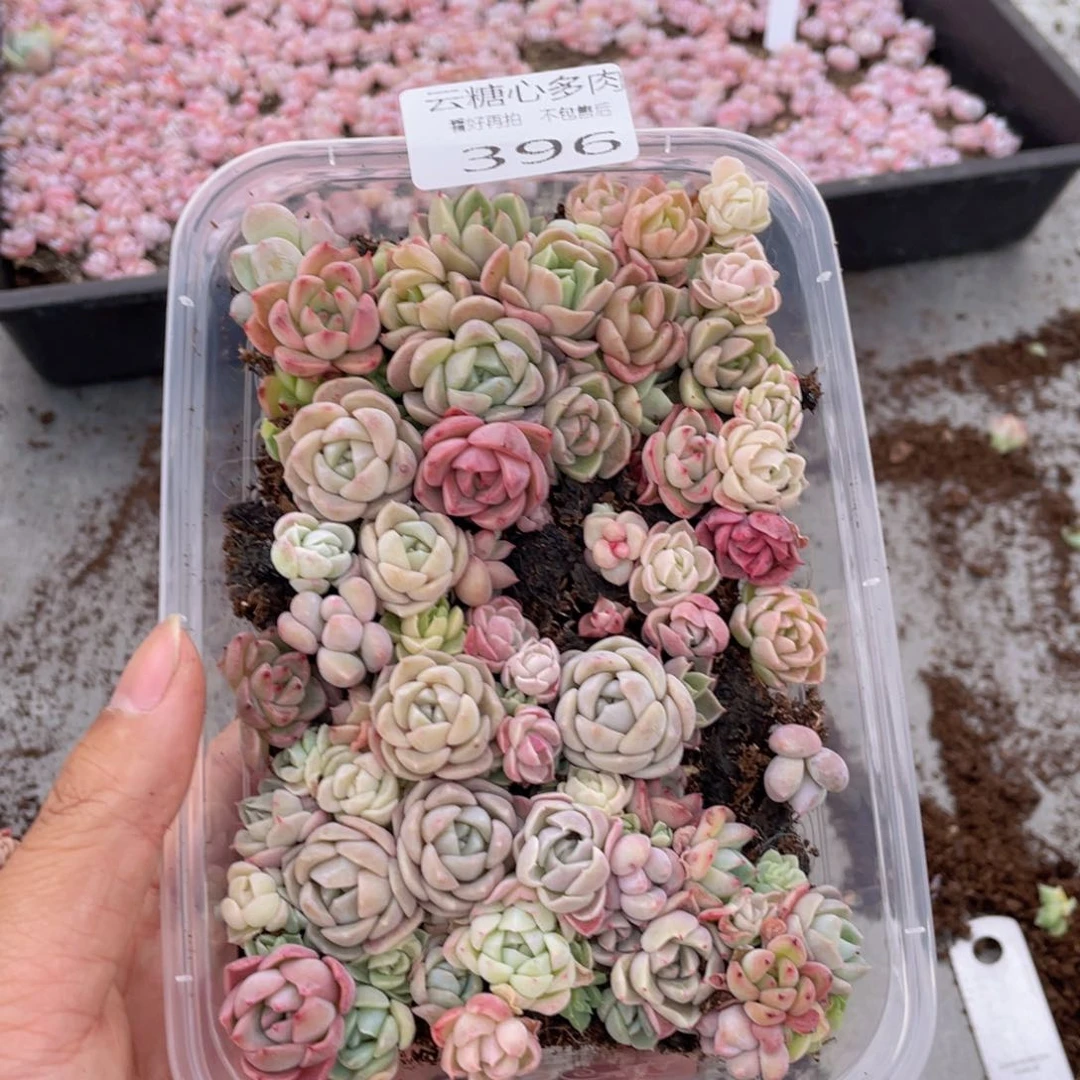 云糖心多肉植物396