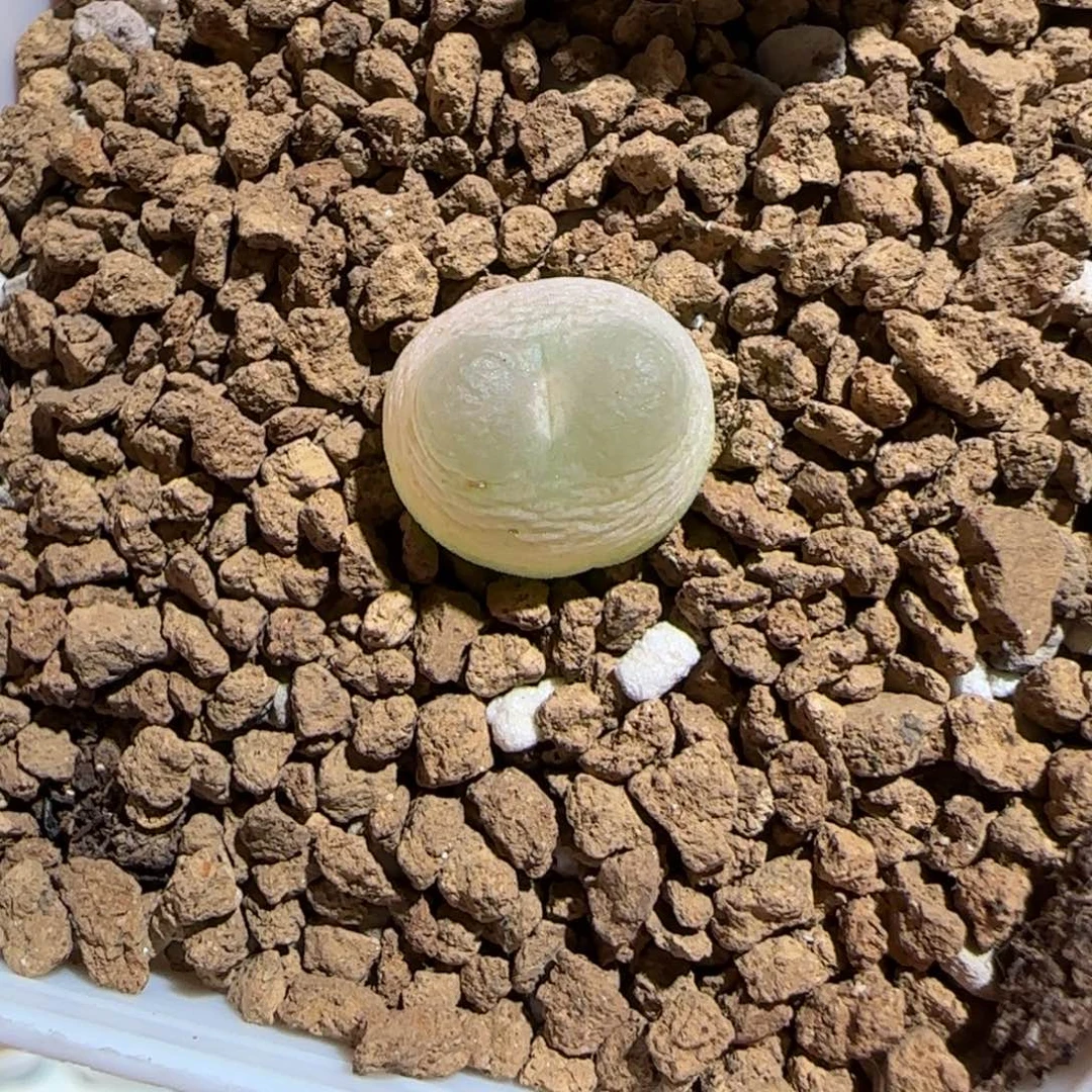 肉锥多肉植物组合-日式拉登775