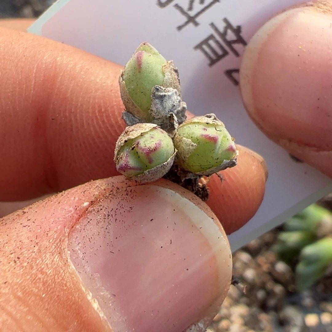 25-39肉锥多肉植物