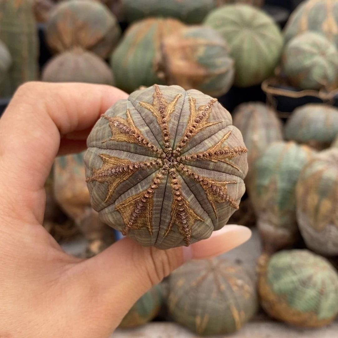 7欧系实生布纹球一物一拍