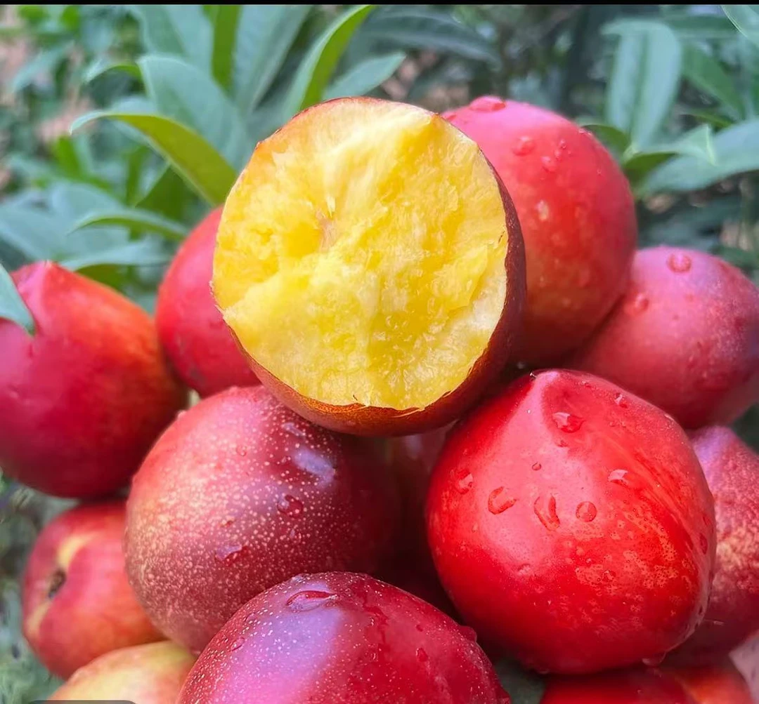 （柚子团单）正宗山东临沂蒙阴油桃