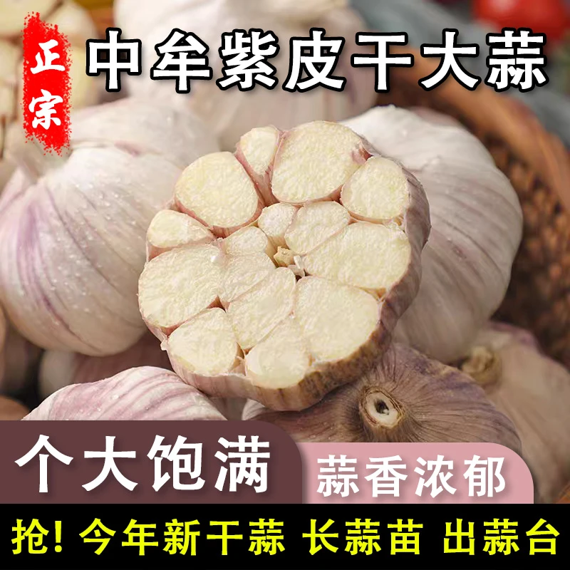 正宗中牟大蒜紫白皮干大蒜颗颗精选可吃可种产地直发整箱包邮