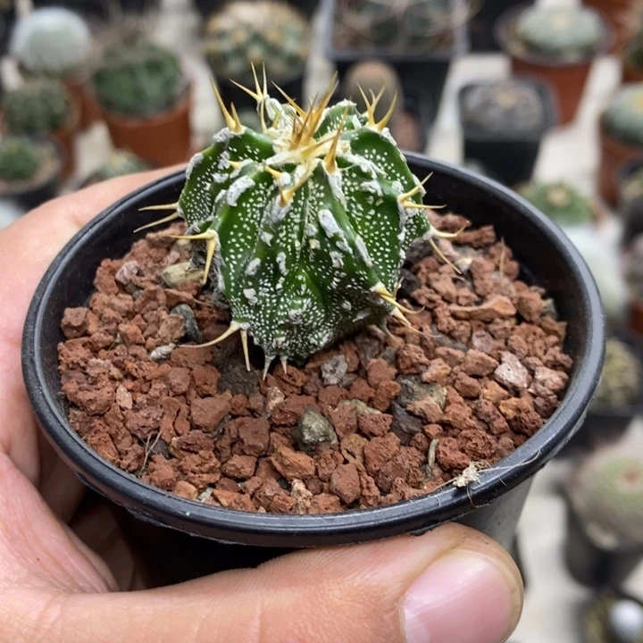 实生精品般若特价福利