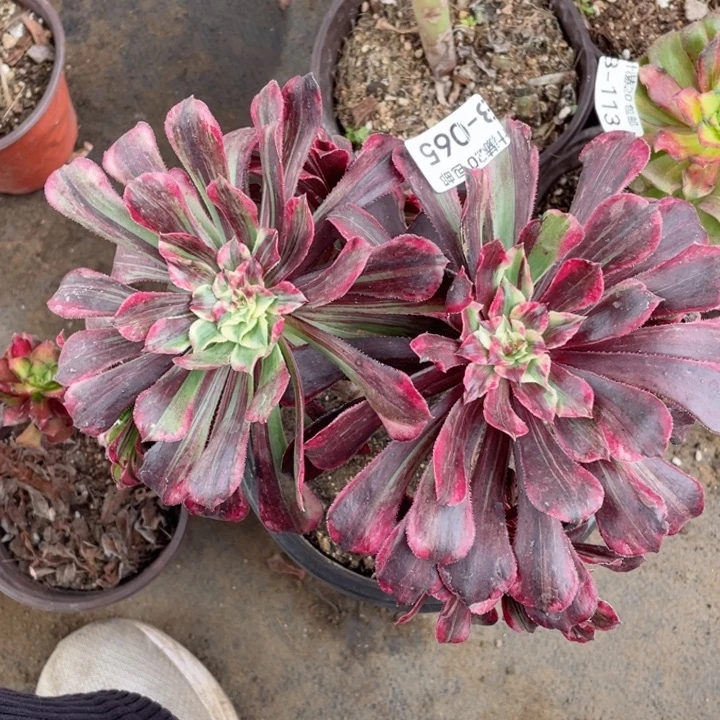 65铜花顺多肉。123456789