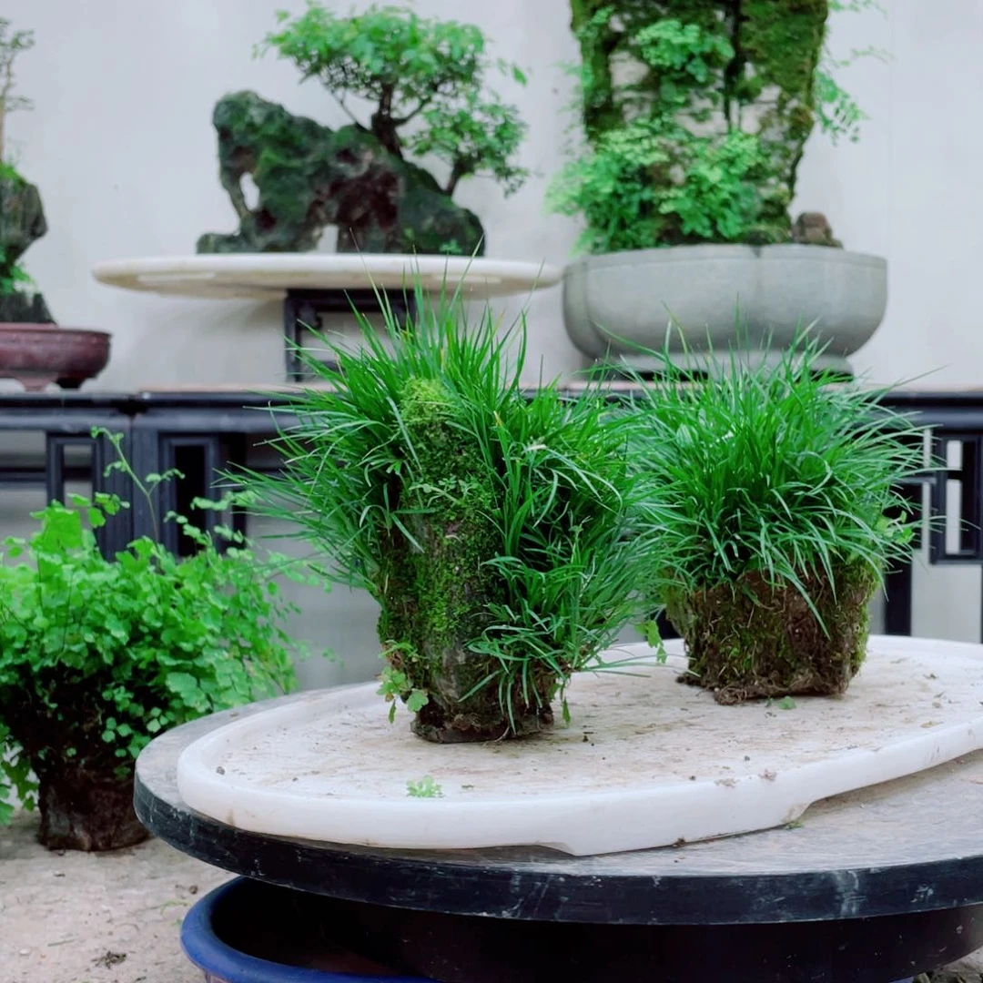 无铅玻璃雲**人铁线蕨铁线蕨铁线蕨