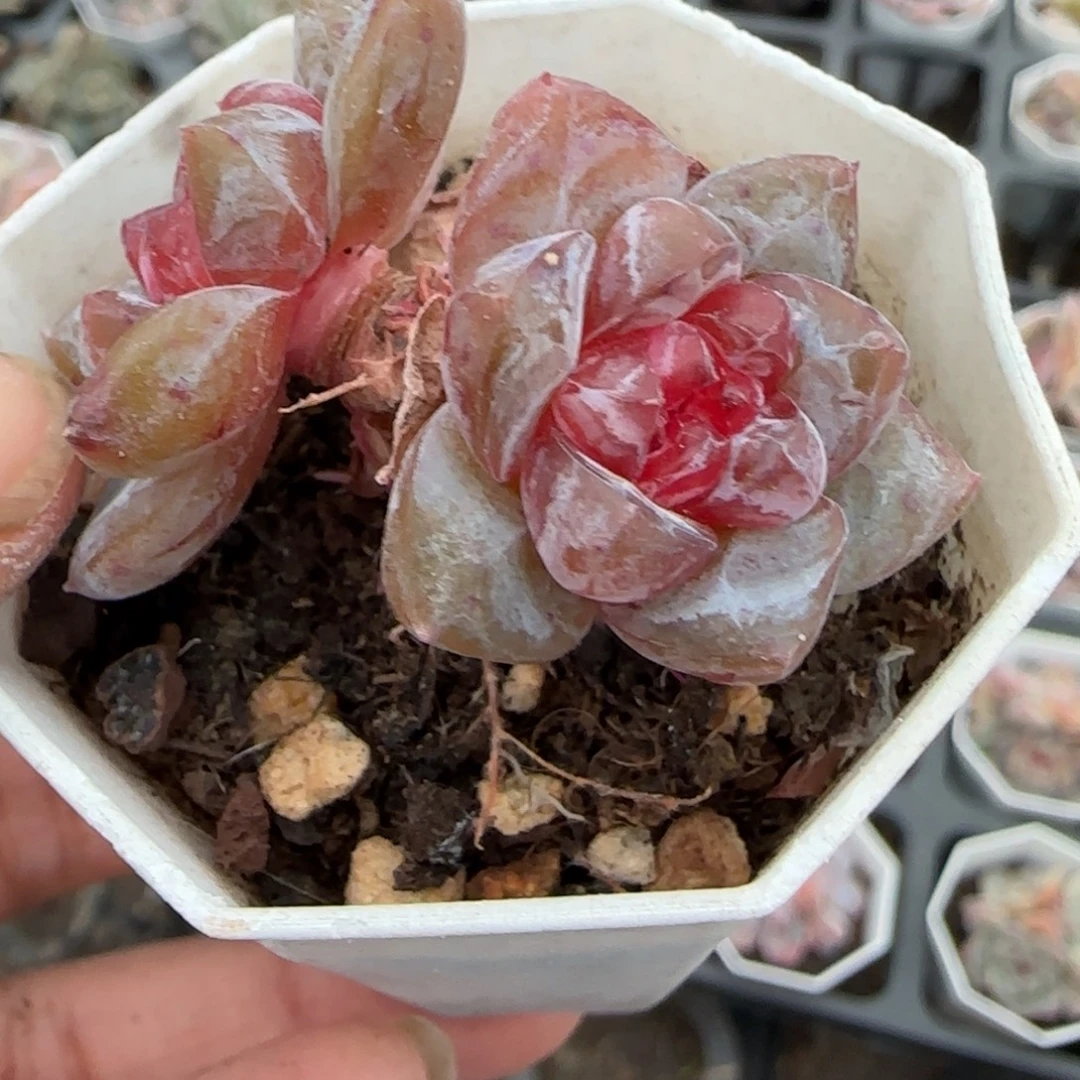 小卡拉米糖心一物一拍