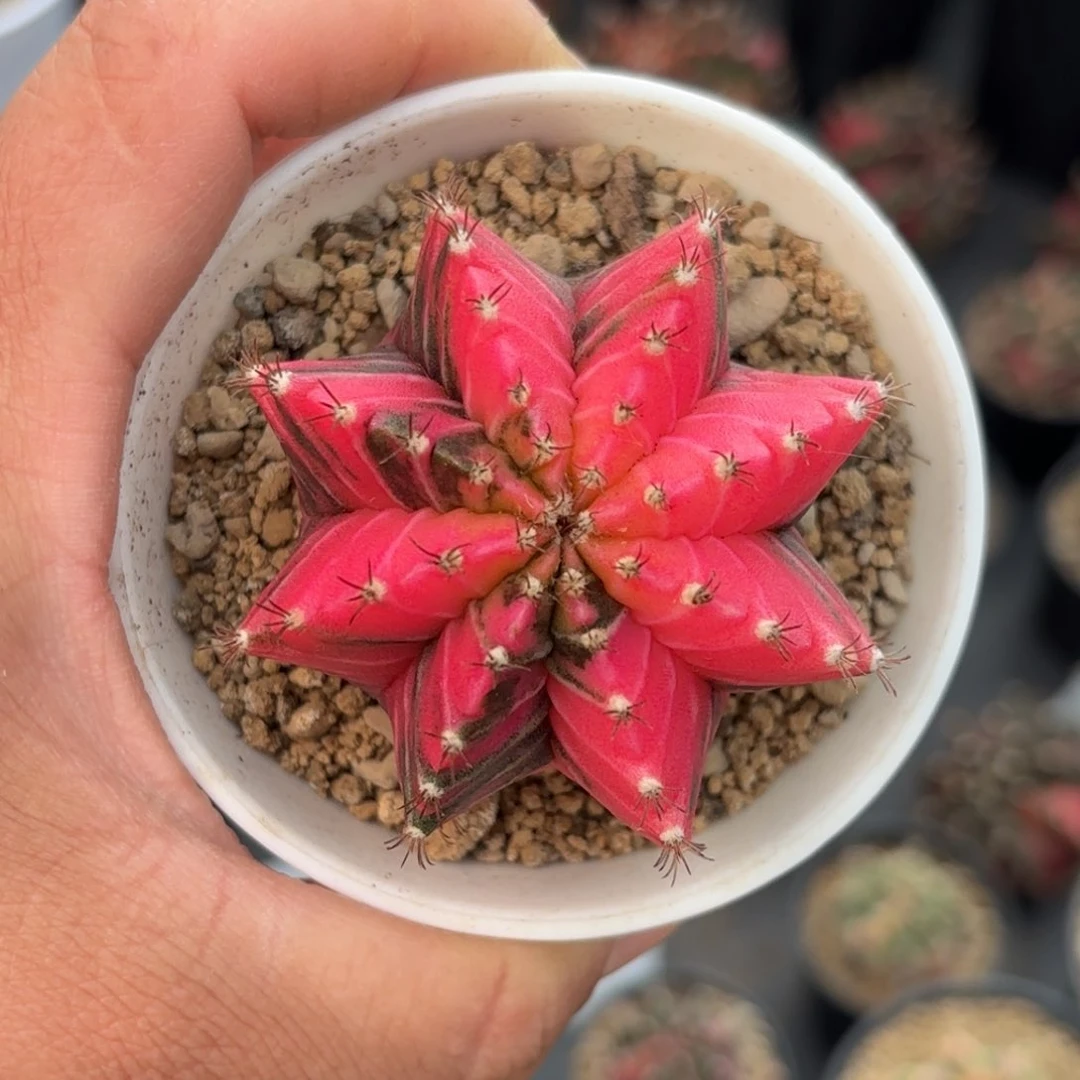 泰系米哈实生仙人球188