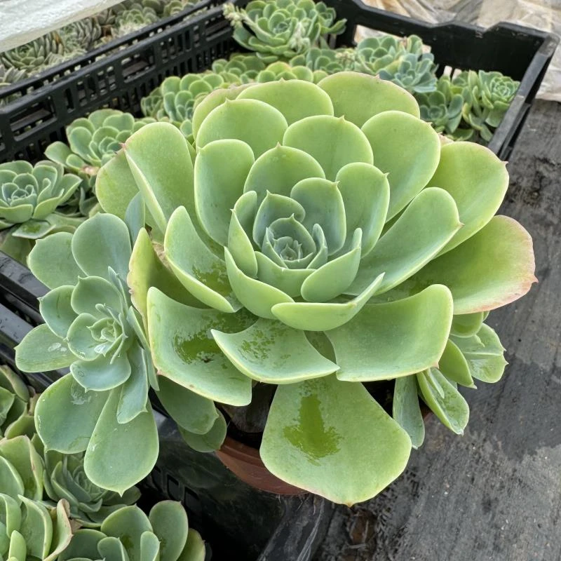 多肉植物柠檬玫瑰160