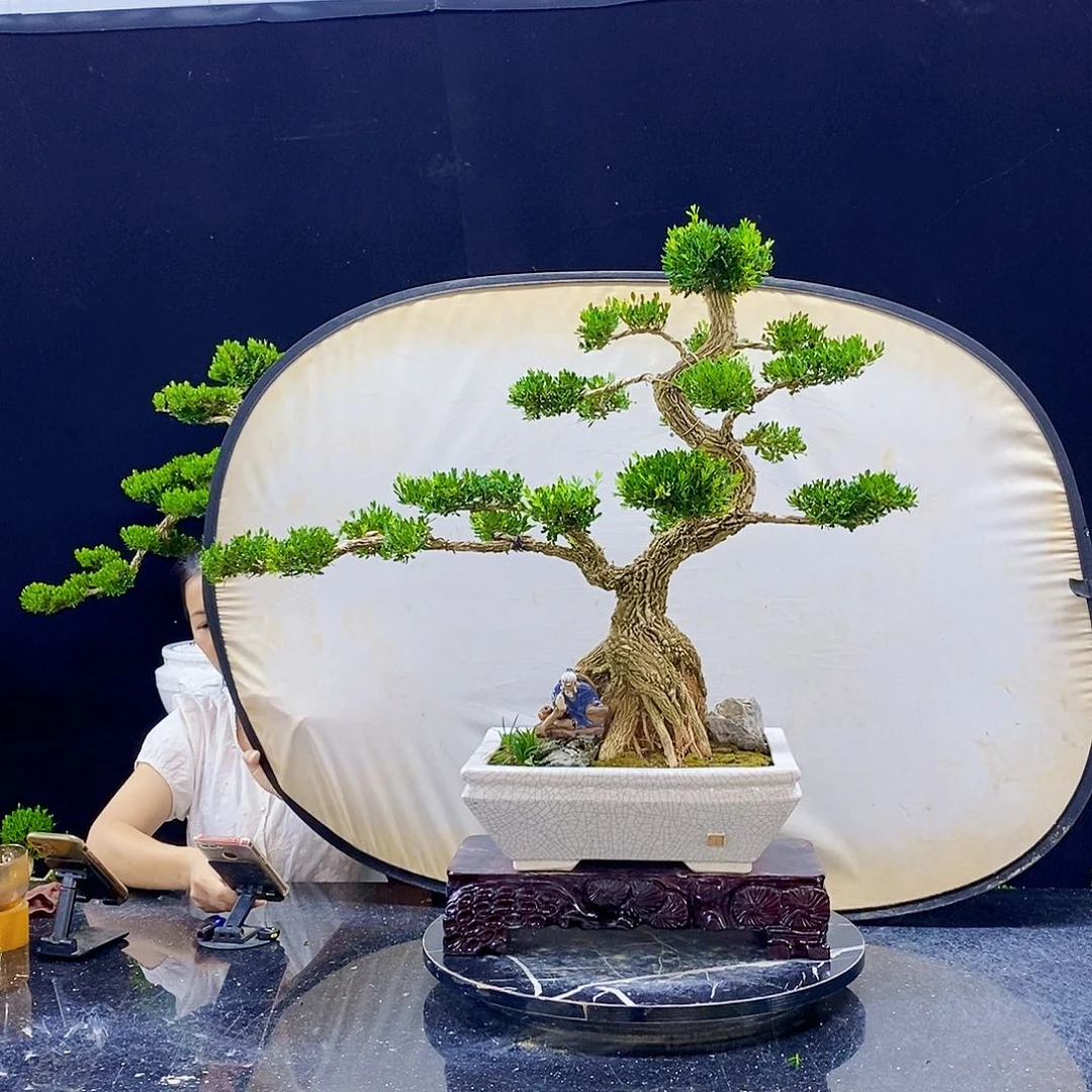 无花朵精品黄杨盆景