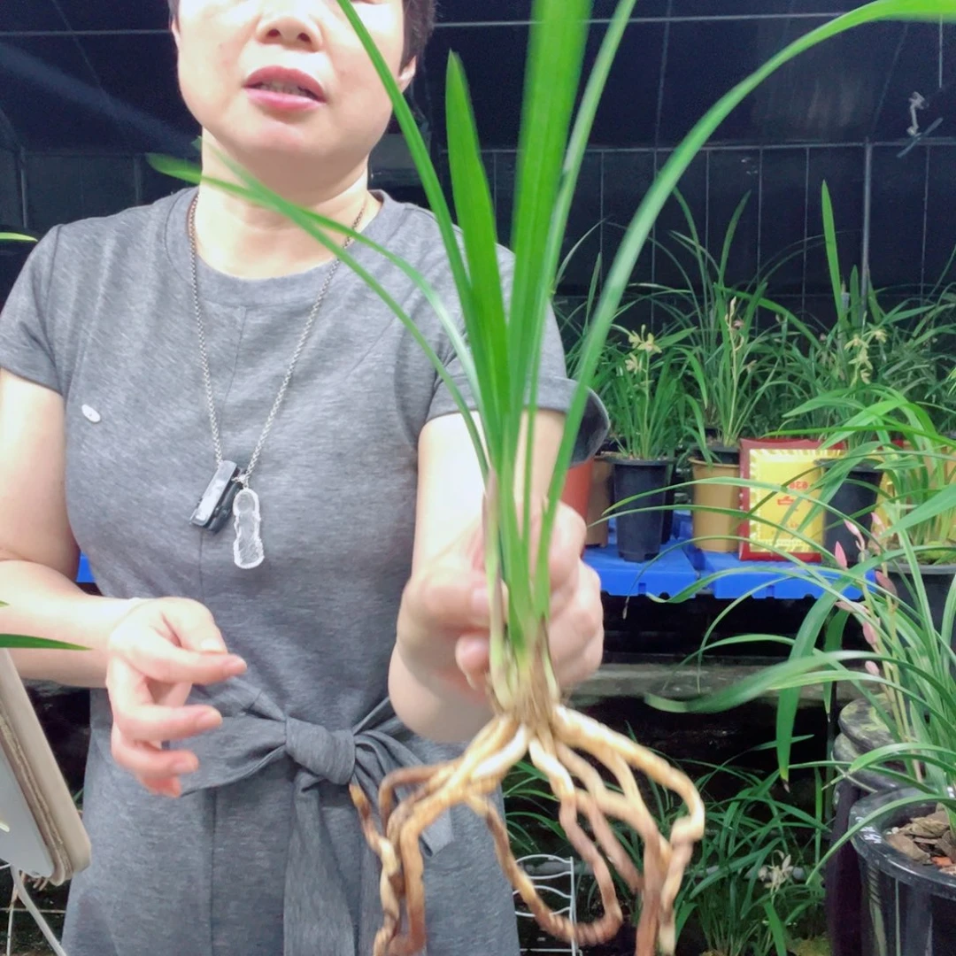 全部花苞贵妃醉酒
