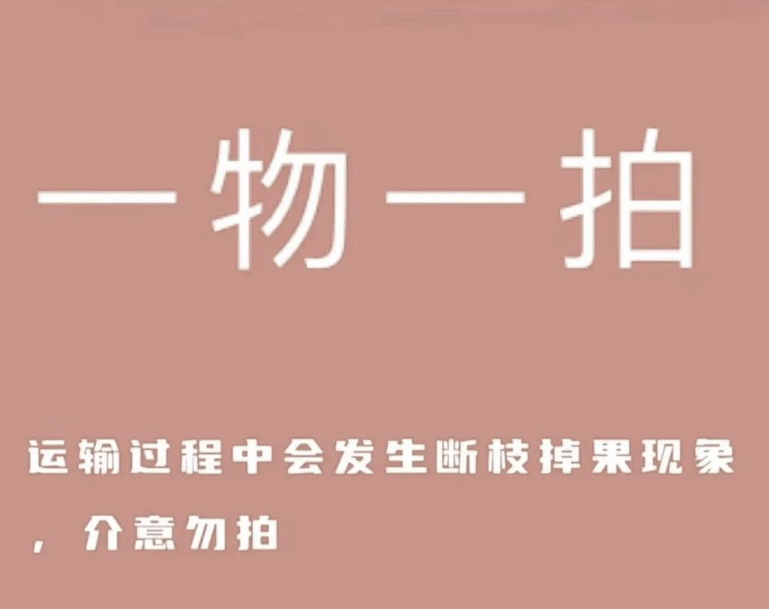 精品盆栽果树一物一拍