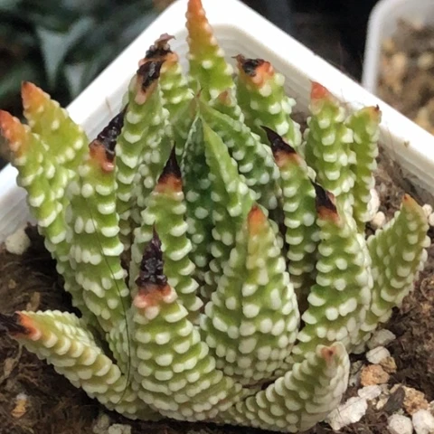 恐龙泪珠带盆发货叶片有点伤
