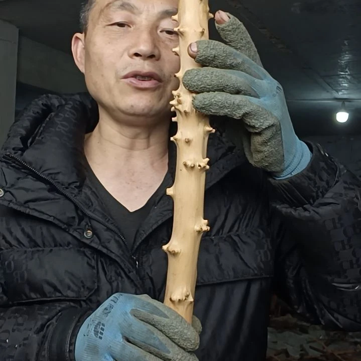 稳定木江**晚贵州檬子木   铁马鞭   根艺  半成品