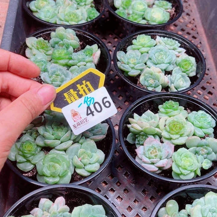 多肉植物多肉植物