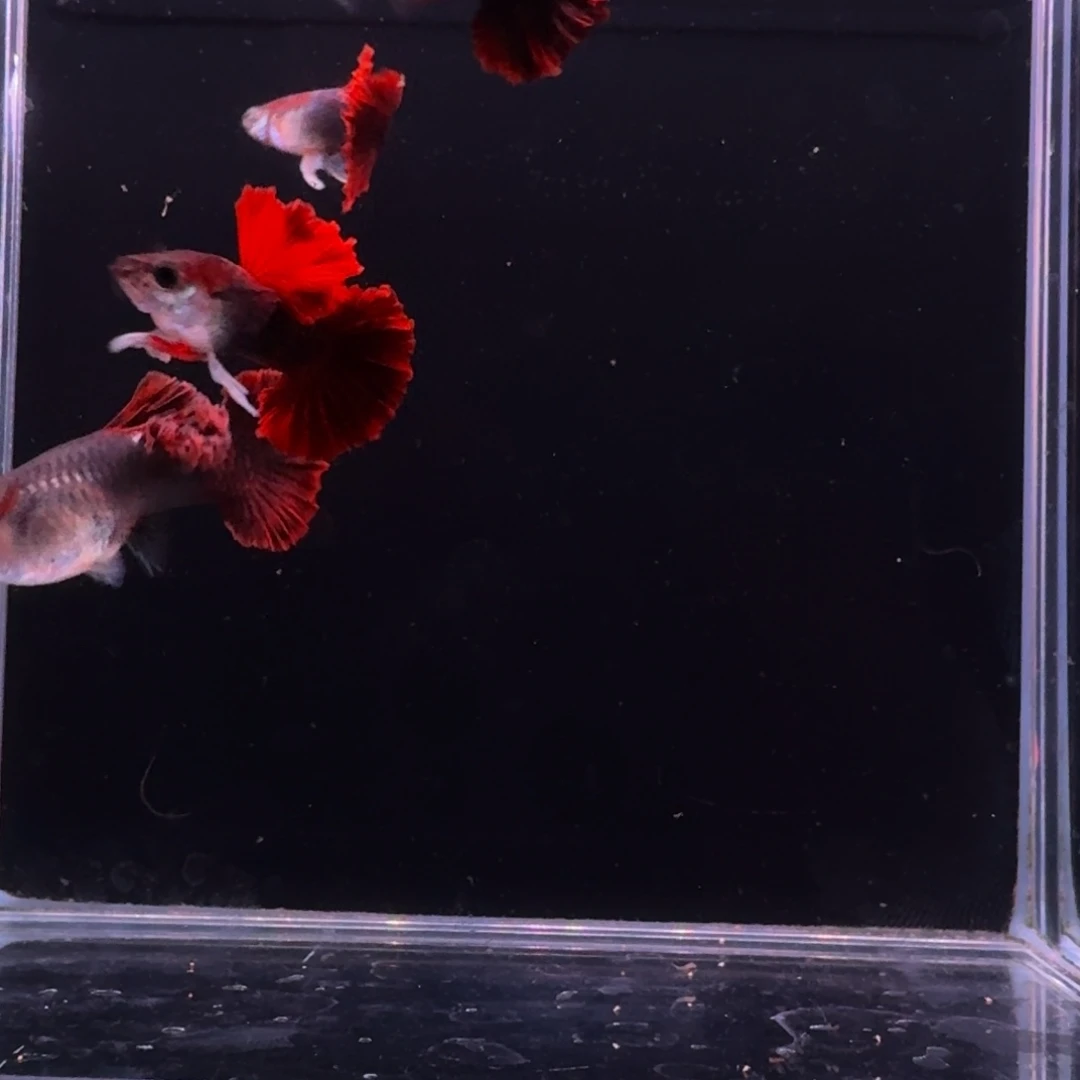 孔雀鱼菊花翻折扇孔雀鱼