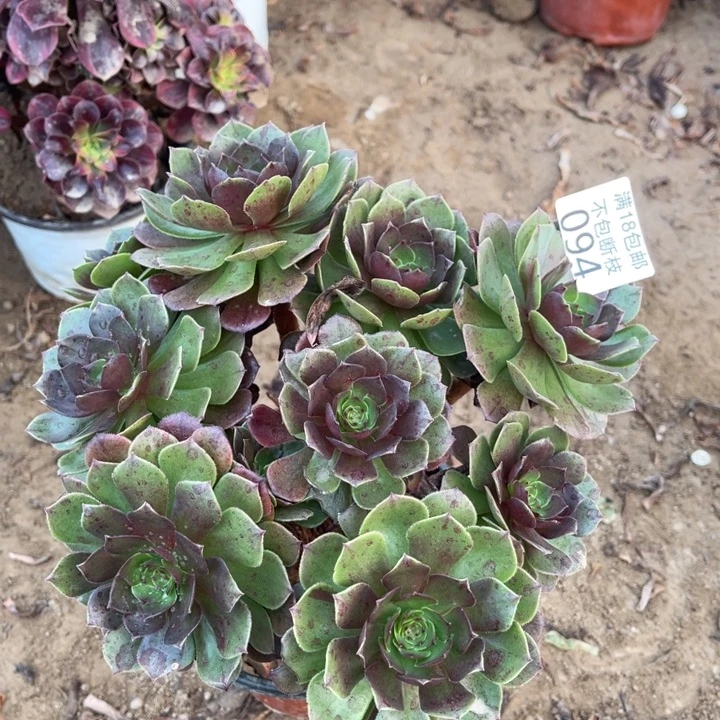 094沙拉碗绣球1号棚