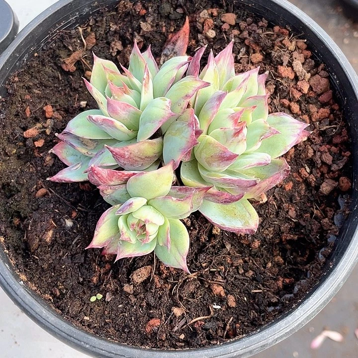 三头惊鸿11脱土发