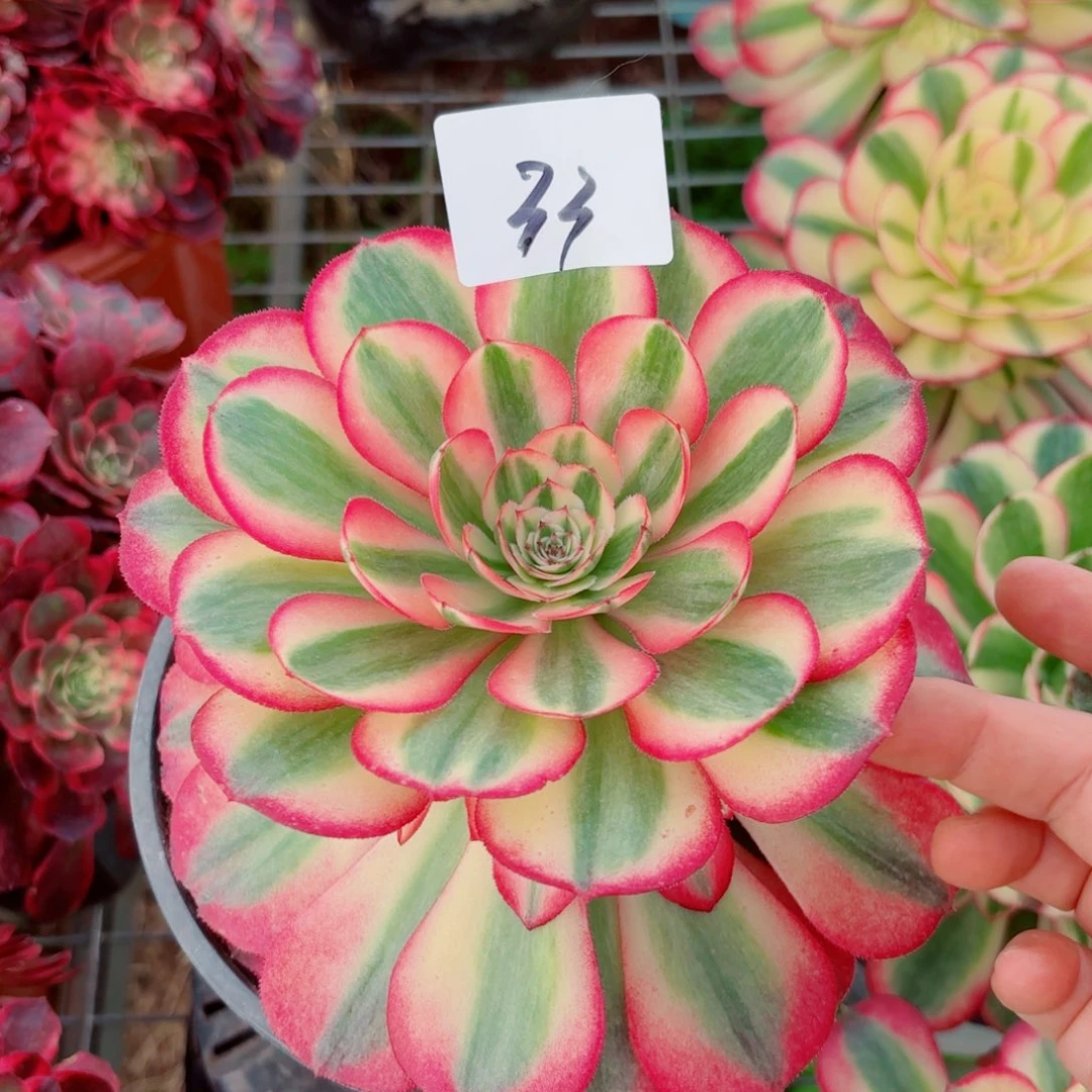 一物一拍多肉法师33