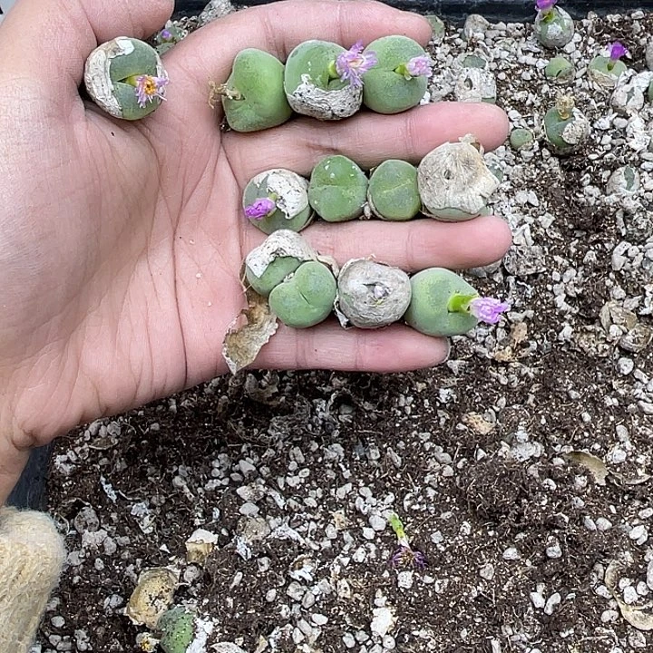 68你好好上课哈哈哈