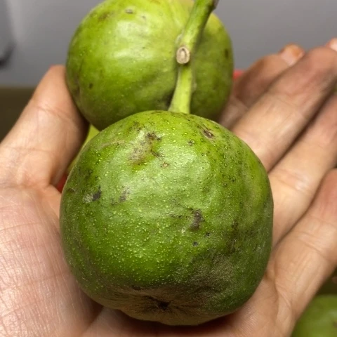 蛤蟆头青皮两个核桃